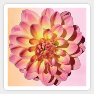 Pink Dahlia Sticker